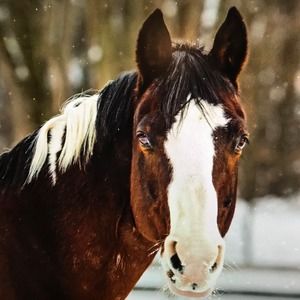 Meet your Posher, Nan